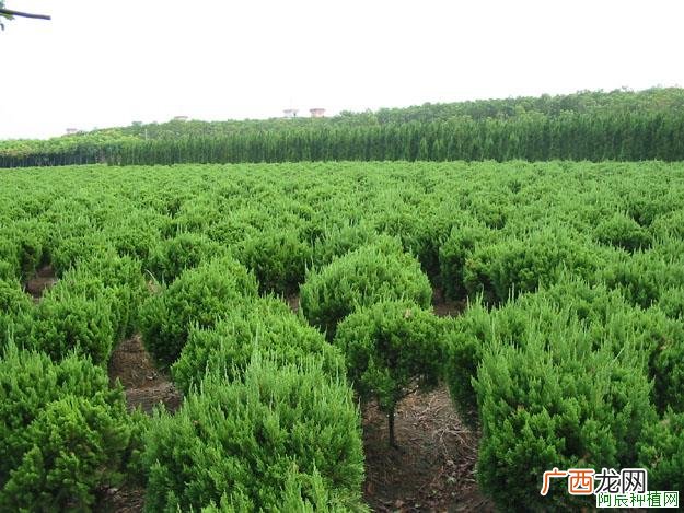 石榴施什么肥？石榴如何施肥？