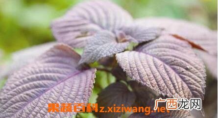 紫苏泡水喝有什么功效与作用