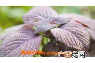 紫苏泡水喝有什么功效与作用