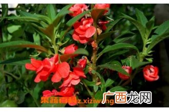 指甲草泡水喝有什么功效