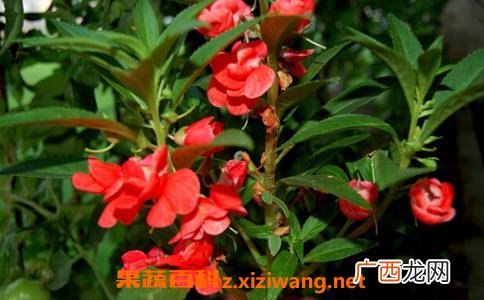 指甲草泡水喝有什么功效