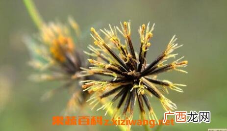 长期用鬼针草泡水喝有副作用吗