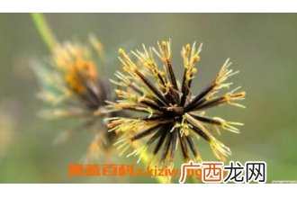 长期用鬼针草泡水喝有副作用吗