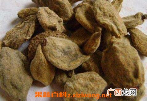 中药瘪桃干的功效与作用