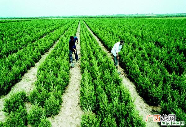 您知道吗？银杏树外种皮可做生物农药