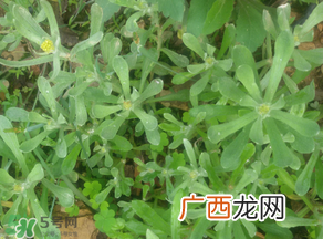 孕妇可以吃清明菜吗？清明菜孕妇能吃吗？