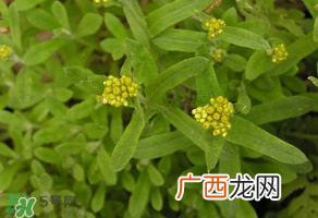 孕妇可以吃清明菜吗？清明菜孕妇能吃吗？