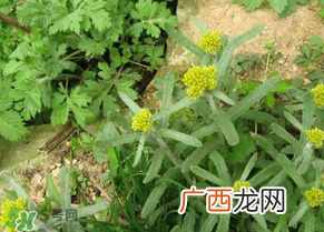 孕妇可以吃清明菜吗？清明菜孕妇能吃吗？