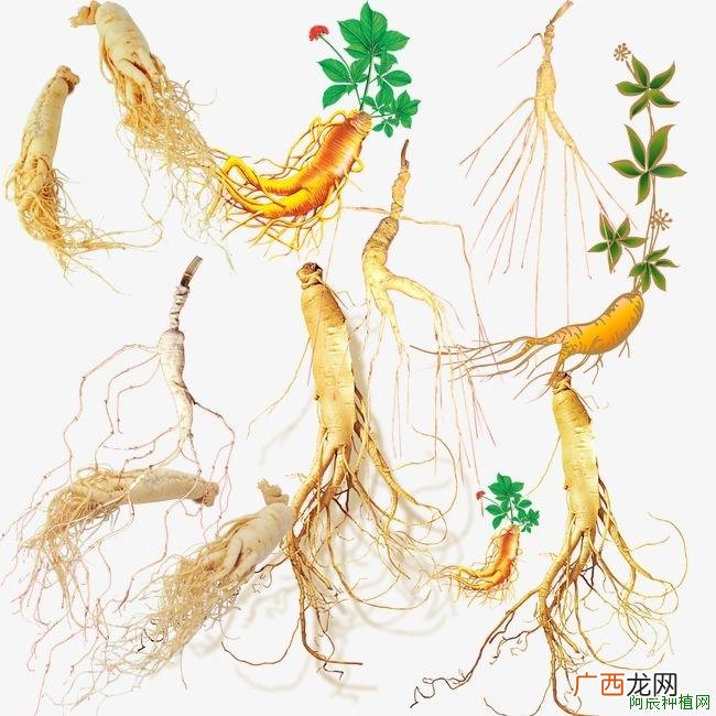 肥料不一样对金银花成长也大大不同哟