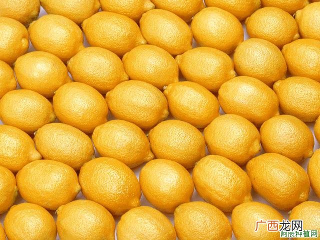 中熟期苹果树该如何管理？种植有技巧