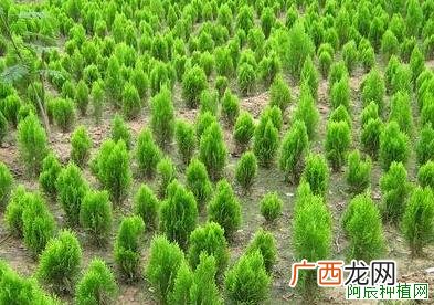 石榴修剪有方法
