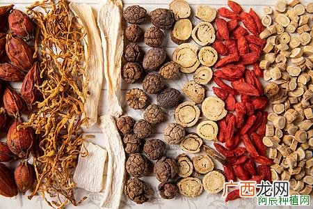 党参高产的栽培技术