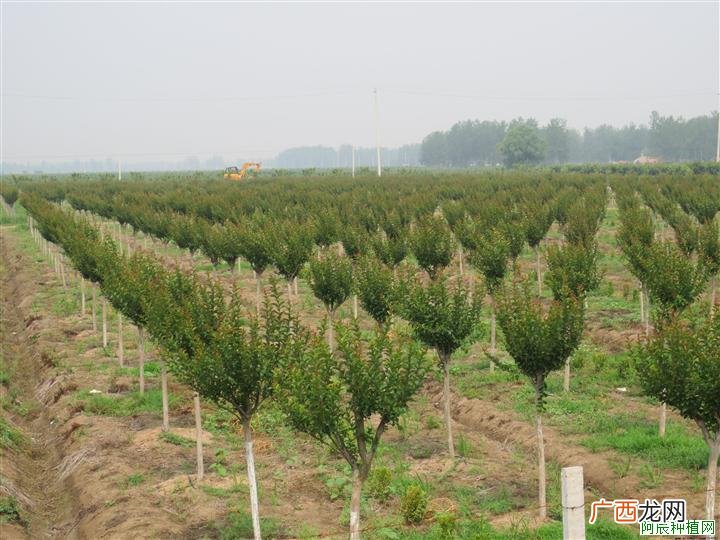 香椿种植有哪些技巧？香椿的播种育苗技术