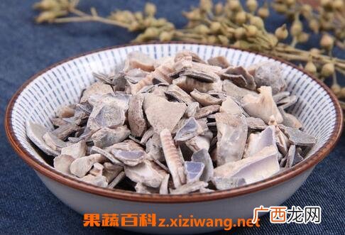 紫贝齿的功效与作用及禁忌