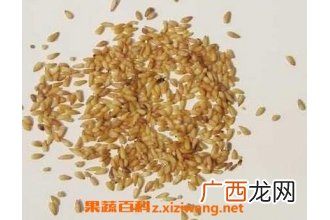 侧柏籽的功效与作用及禁忌