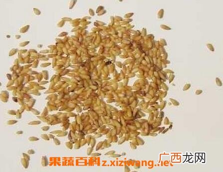 侧柏籽的功效与作用及禁忌