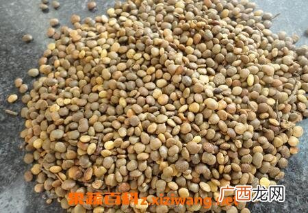 草籽的营养价值 草籽的功效与作用