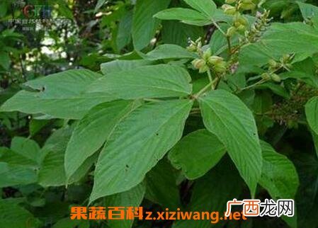 钻地老鼠的功效与作用