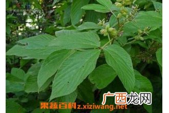 钻地老鼠的功效与作用