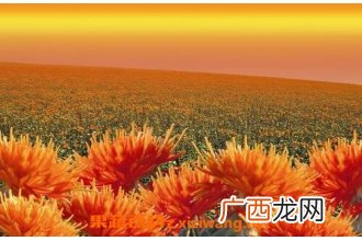 西红花和藏红花有什么区别