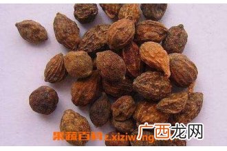 益智仁的功效与作用及禁忌