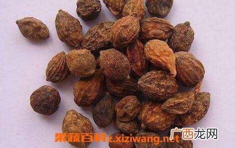 益智仁的功效与作用及禁忌