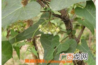 夜交藤的功效与作用及禁忌