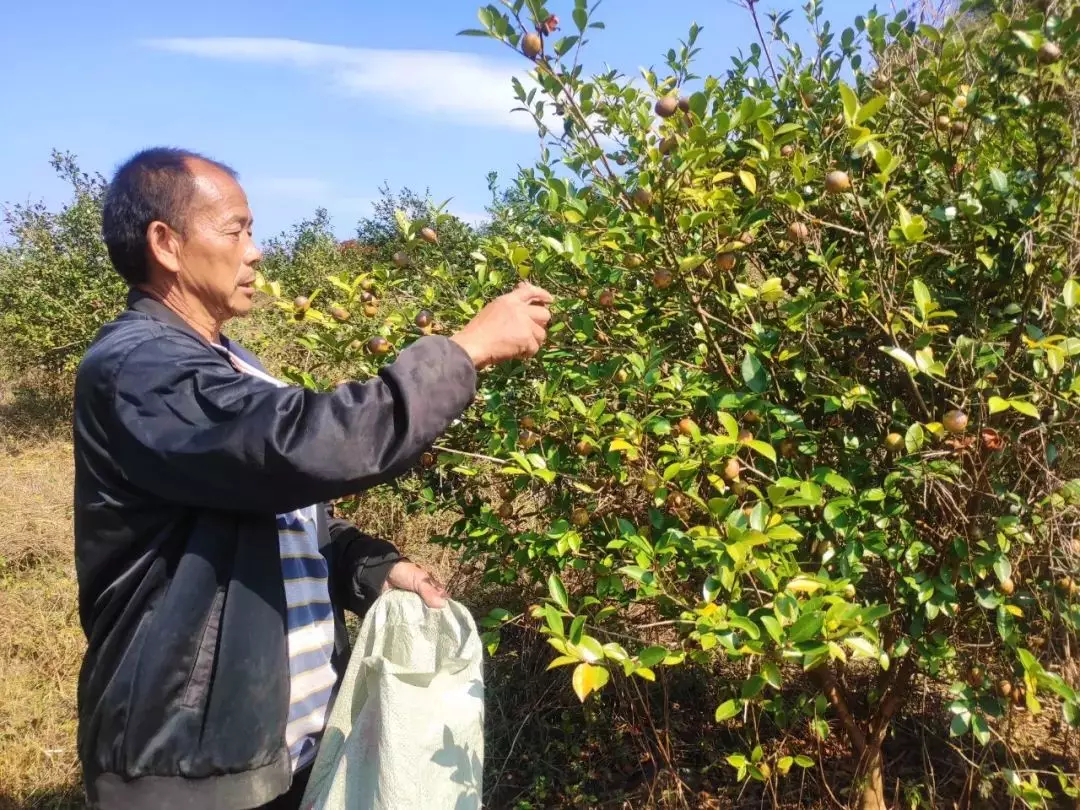茶籽油最新报价及其种植方法 2020年茶籽油价格