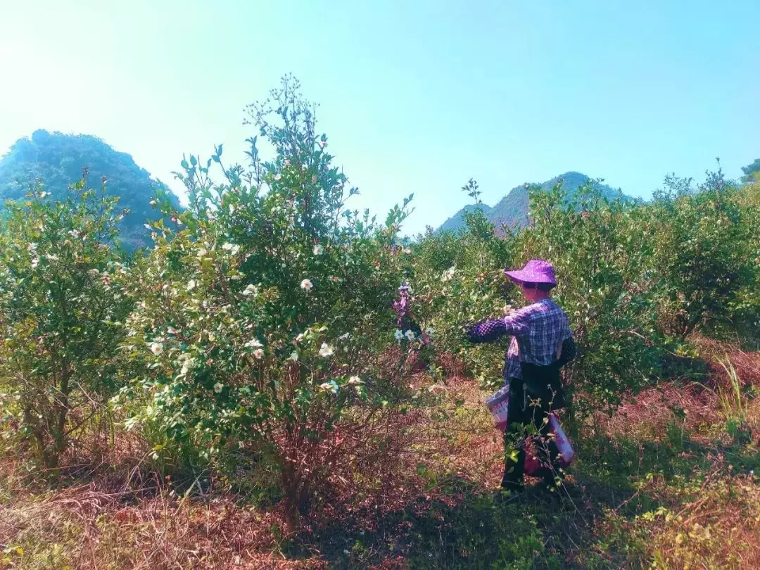 茶籽油最新报价及其种植方法 2020年茶籽油价格
