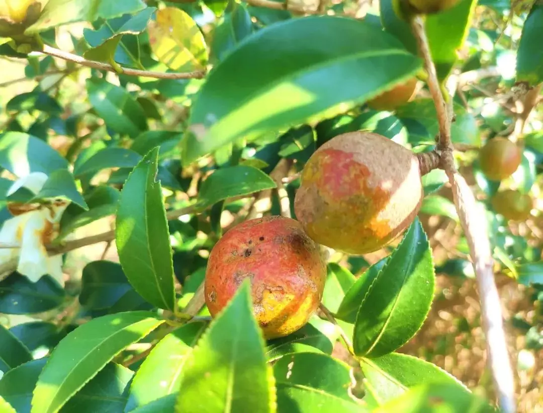 茶籽油最新报价及其种植方法 2020年茶籽油价格