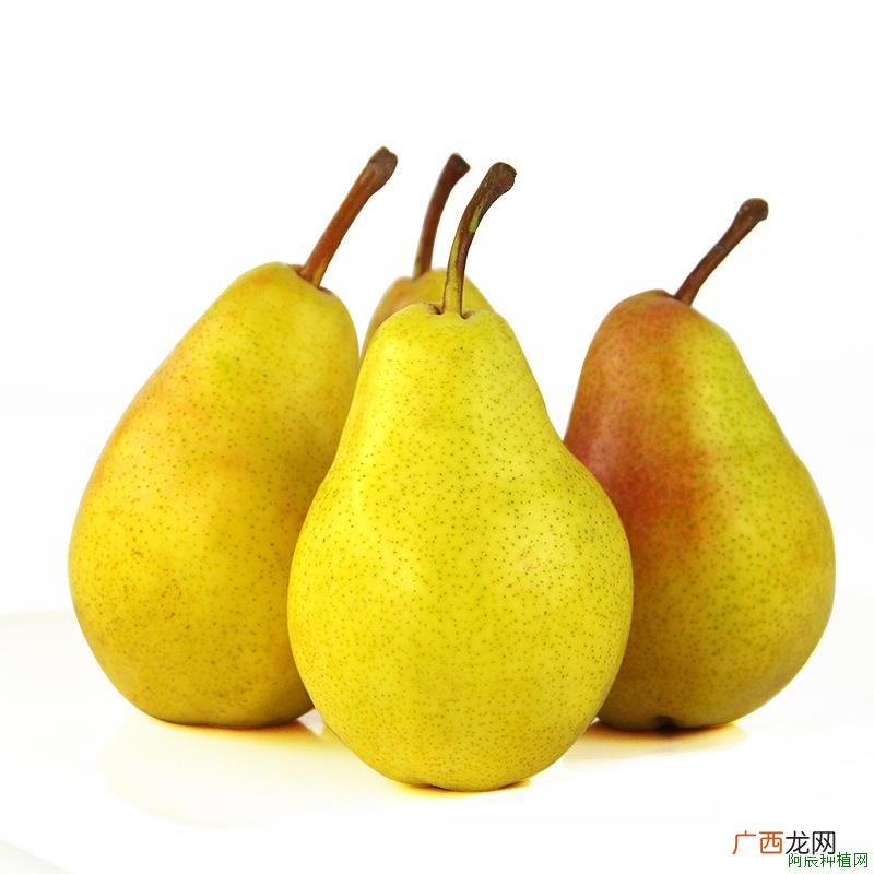 甜瓜施肥应当注意四点？需要注意什么