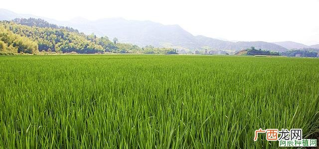 小麦黄矮病毒病怎样防治?有哪些防治方法?