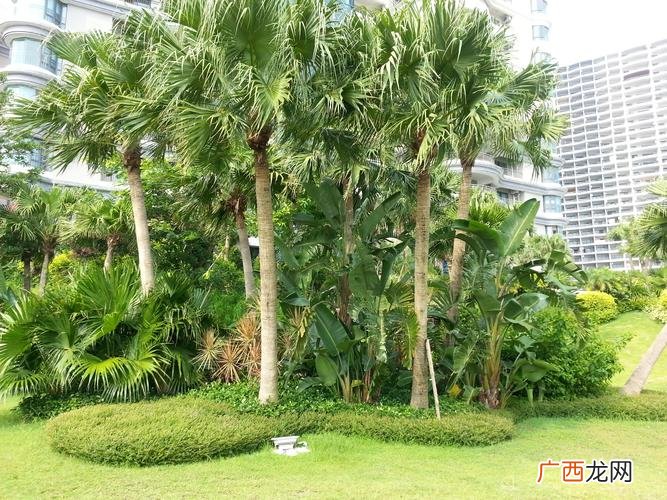 东莞园林绿化公司排名 东莞大型园林公司