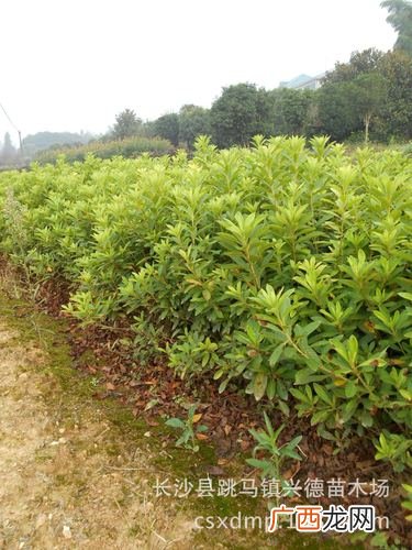 绿化苗木网 广州 园林专家 苗木专家