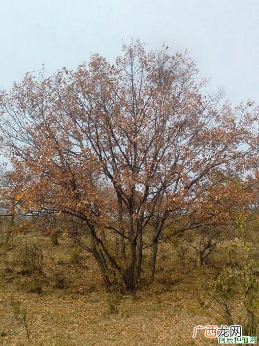运用生态学防治杨树害虫