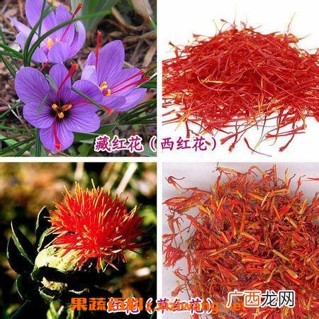草红花与藏红花的区别