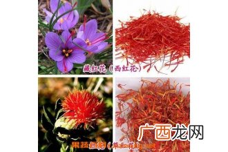 草红花与藏红花的区别