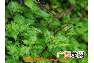 芋麻根的功效与作用