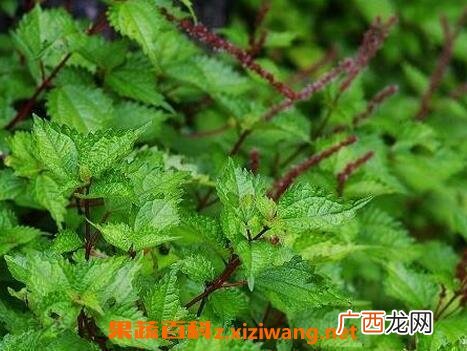 芋麻根的功效与作用
