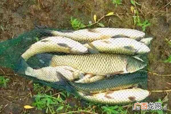 新手必看不挂底爆炸钩操作指南 爆炸钩怎么上饵图解防挂底