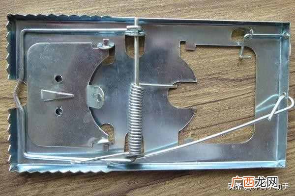 4种最有效的驱狼方法 养鸡场怎么赶走黄鼠狼妙招