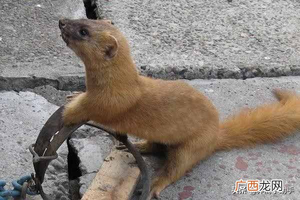 4种最有效的驱狼方法 养鸡场怎么赶走黄鼠狼妙招