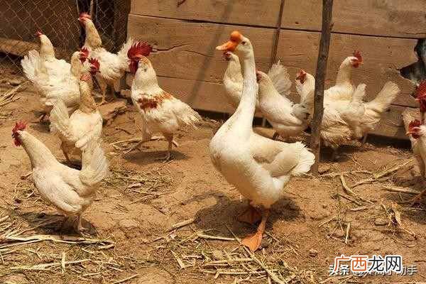 4种最有效的驱狼方法 养鸡场怎么赶走黄鼠狼妙招