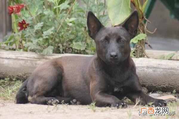 4种最有效的驱狼方法 养鸡场怎么赶走黄鼠狼妙招