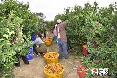 2021年沙糖桔卖出白菜价 现在沙糖桔价格多少钱一斤