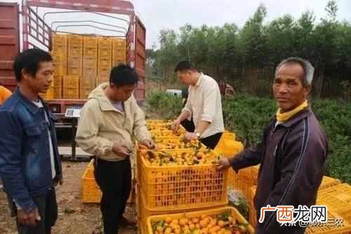 2021年沙糖桔卖出白菜价 现在沙糖桔价格多少钱一斤