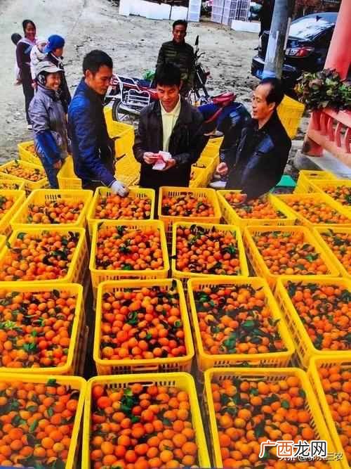 2021年沙糖桔卖出白菜价 现在沙糖桔价格多少钱一斤