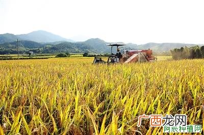 注意：花生空壳的多？需要注意什么