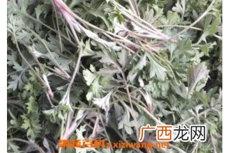 茵陈的功效与作用及禁忌