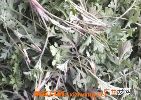 茵陈的功效与作用及禁忌